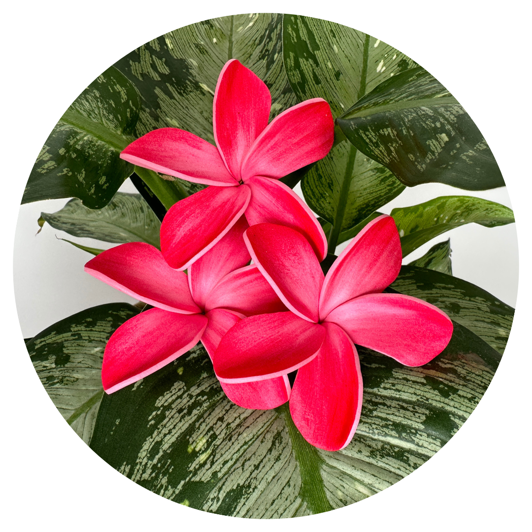 Pink Handpainted Plumeria Sei (7-8cm)