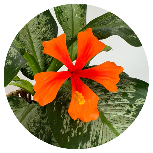 Large Hibiscus Sei (10-11cm)