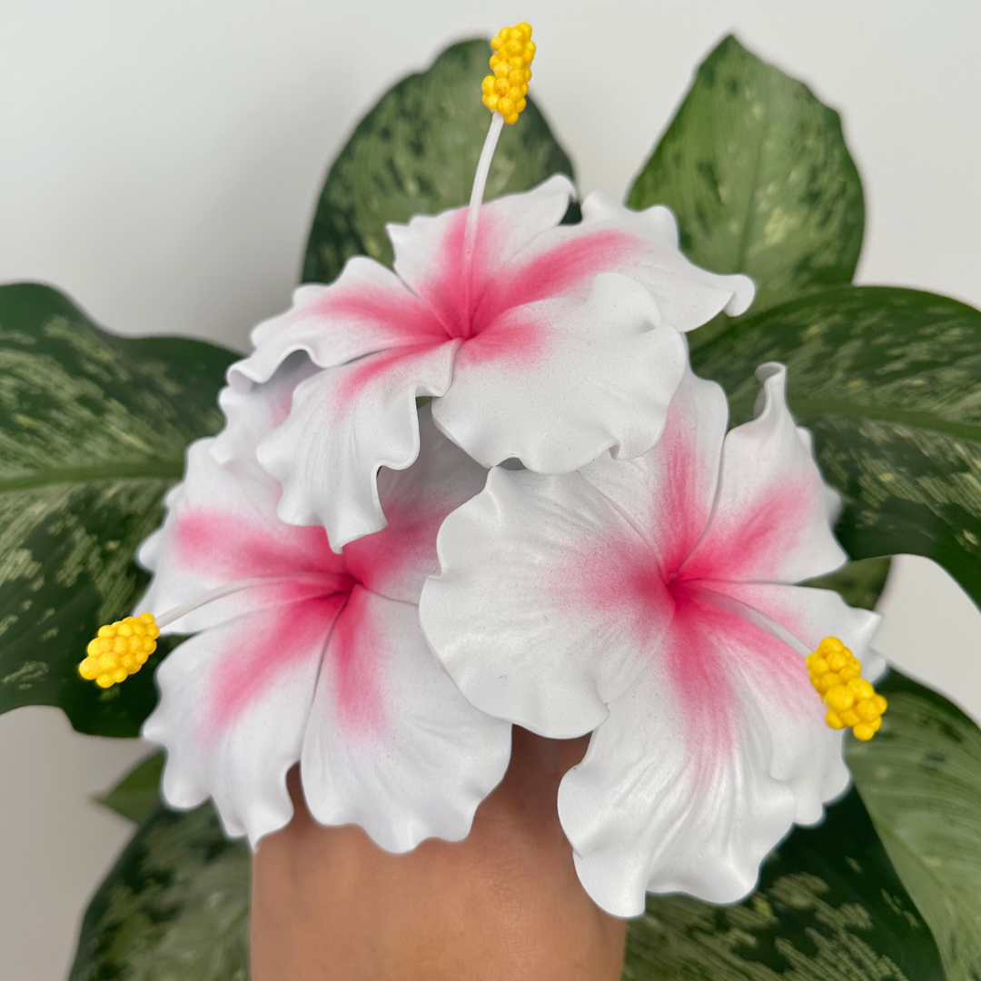 White Hibiscus Sei (10-11cm)