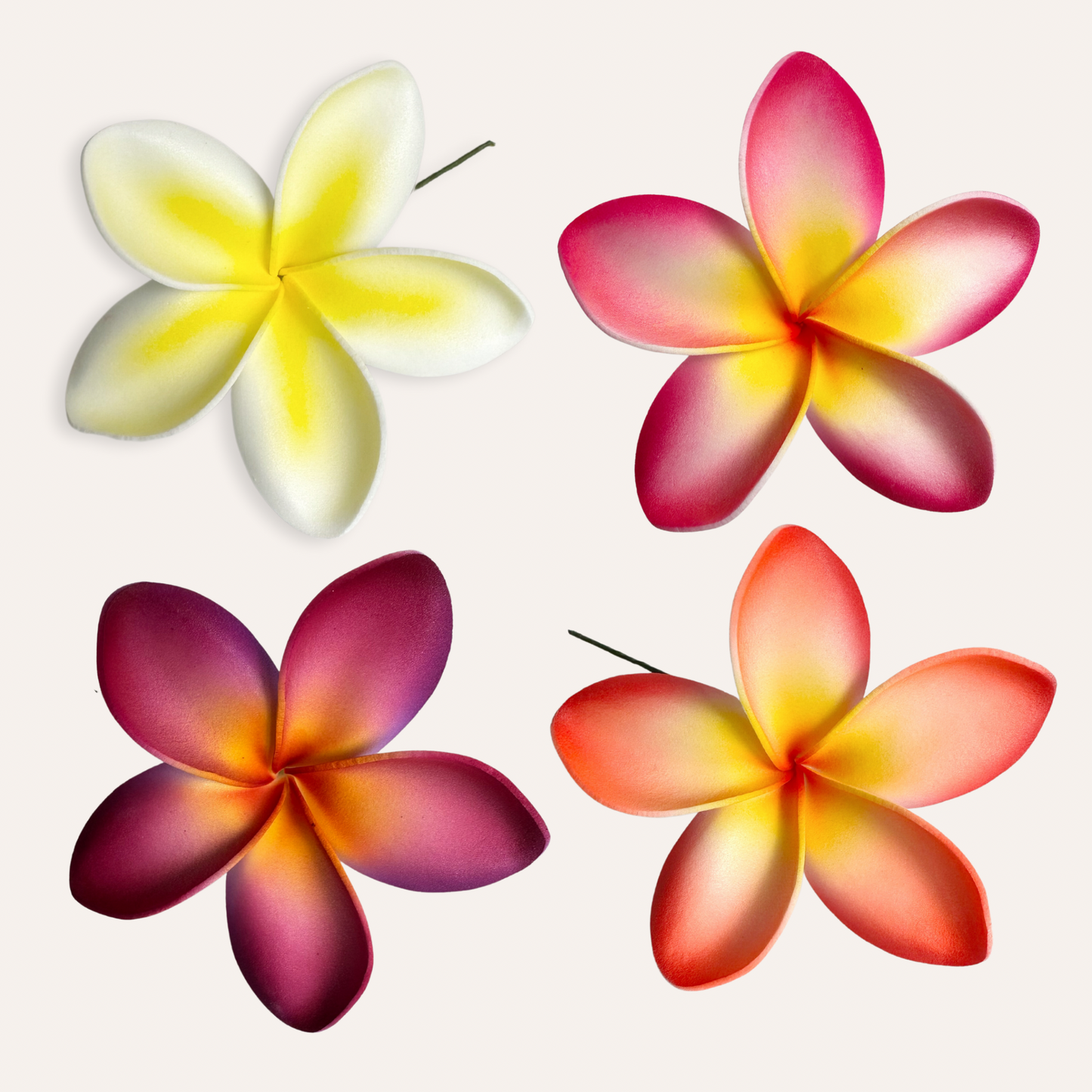 Frangipani Sei (Bright Orange)