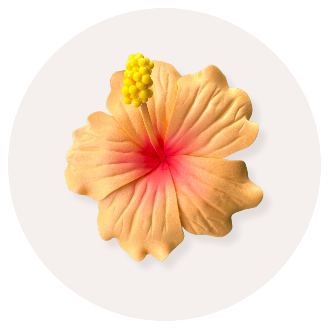 Hibiscus Sei (8-9cm)