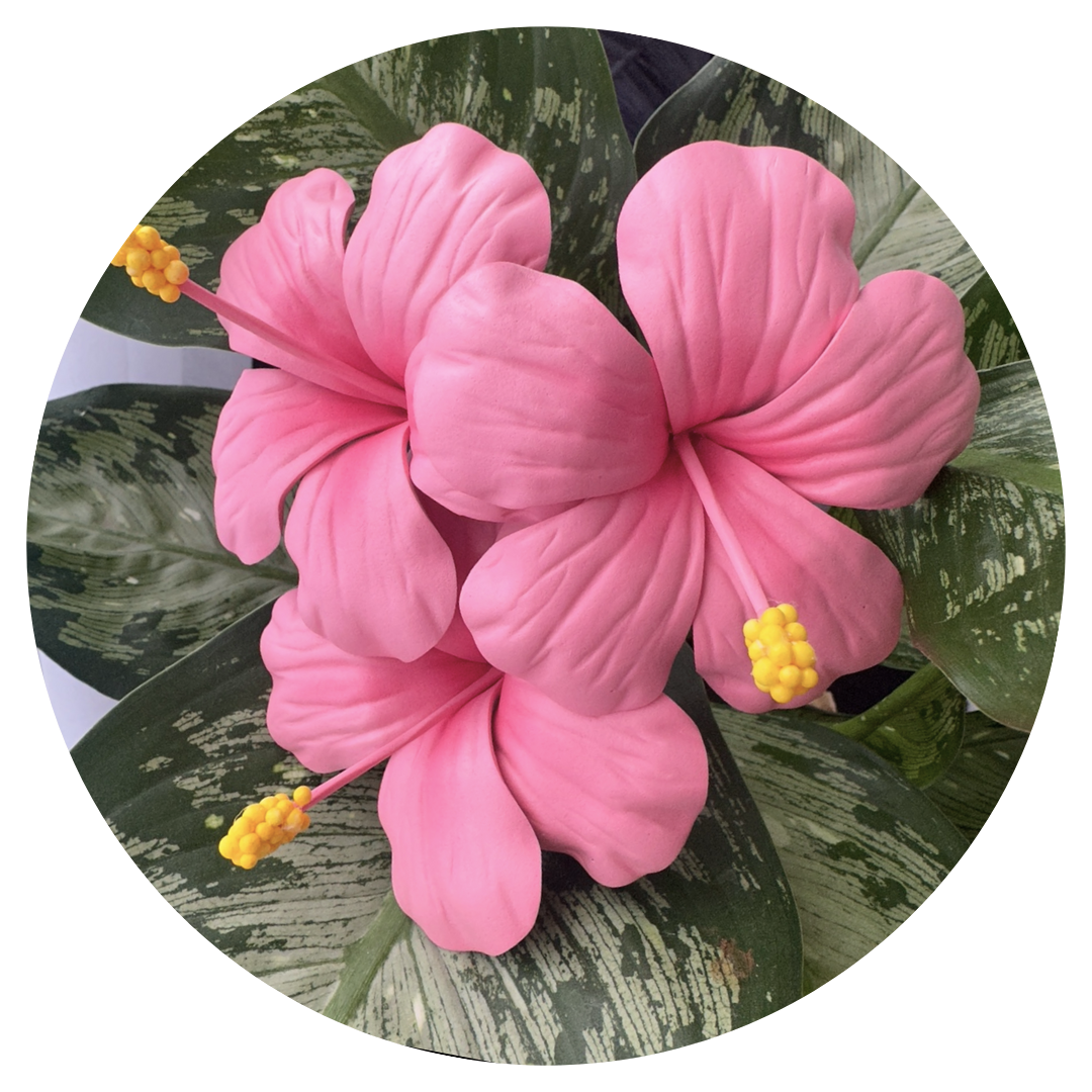 Hibiscus Sei (Pink, 9-10cm)