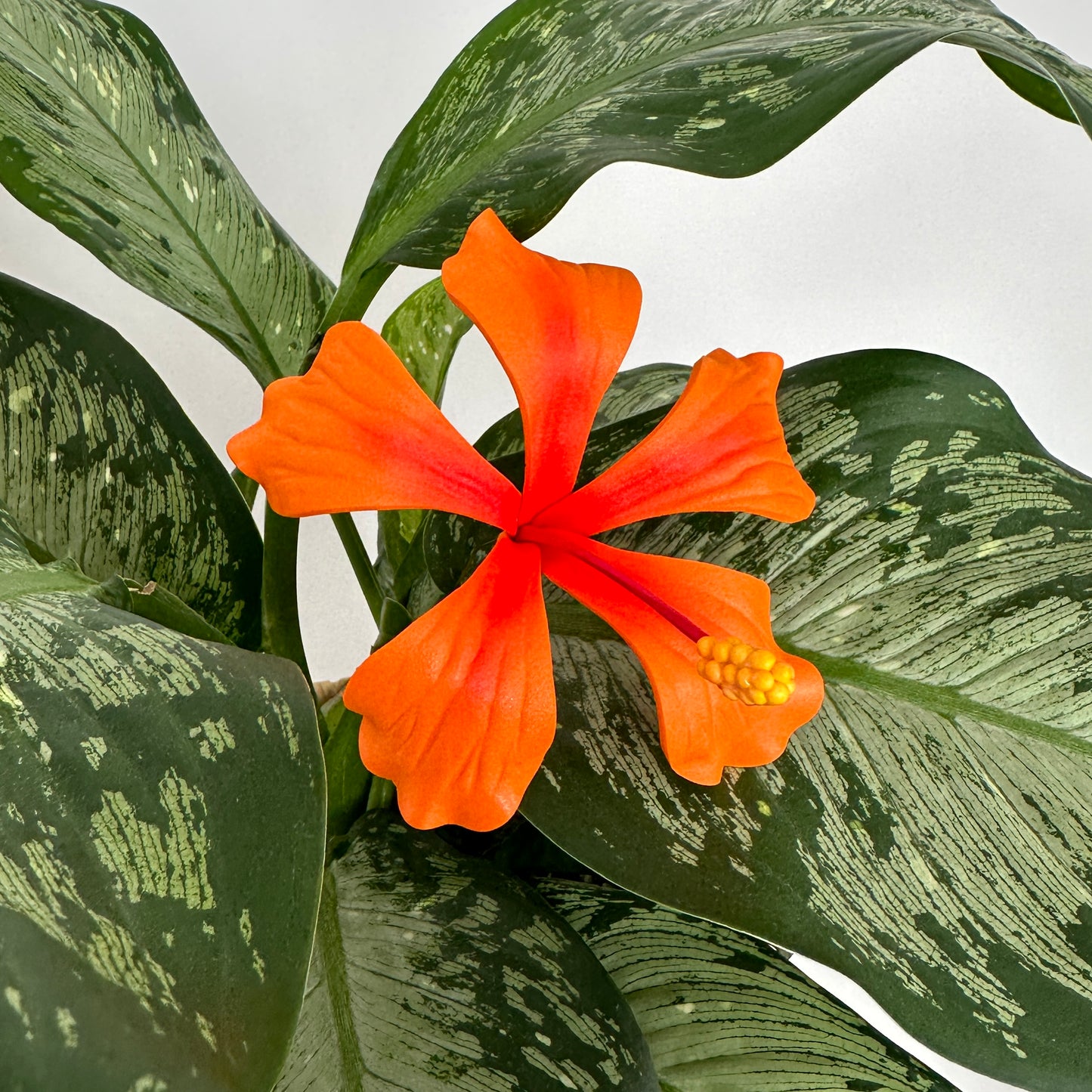 Large Hibiscus Sei (10-11cm)