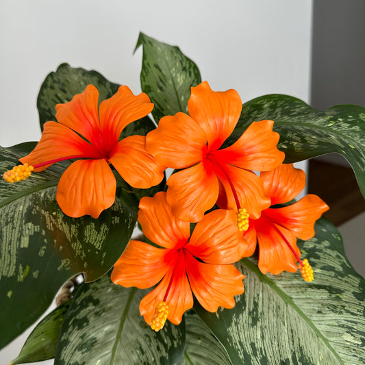 Large Hibiscus Sei (10-11cm)