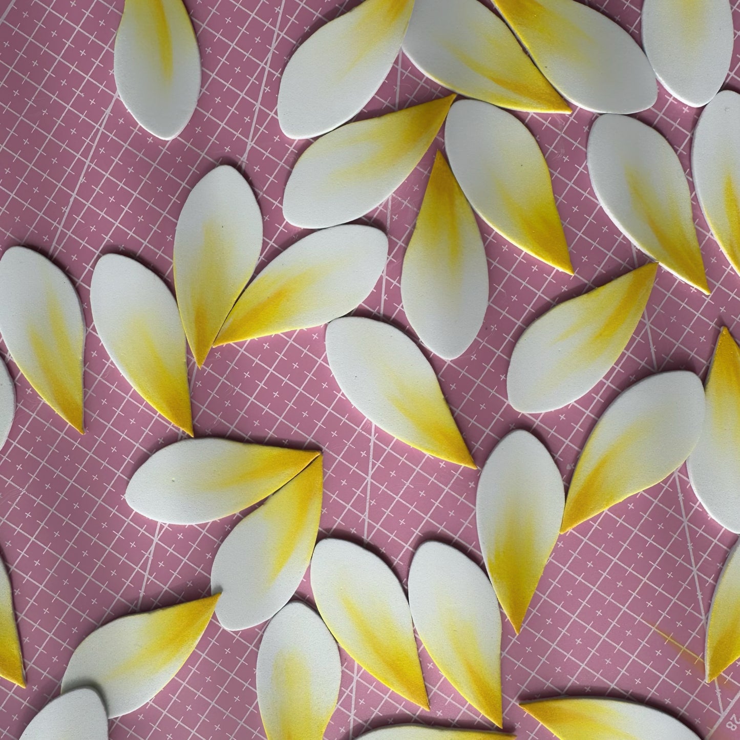 Frangipani Sei (White + Yellow, 8-9cm)