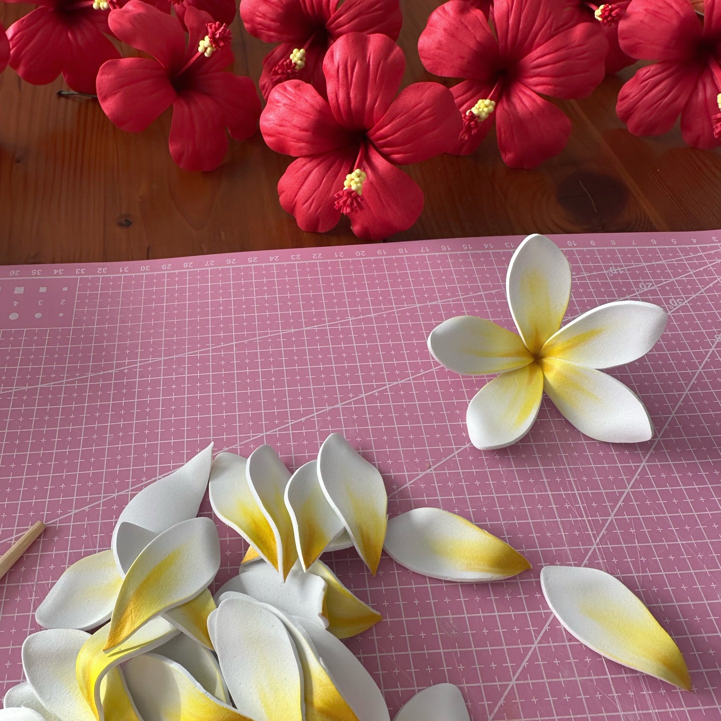 Frangipani Sei (White + Yellow, 8-9cm)