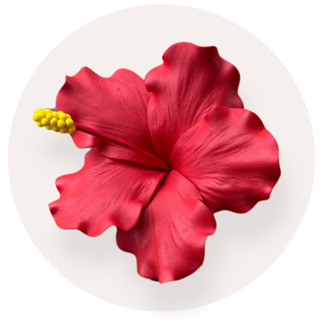 Hibiscus Sei (10-11cm)