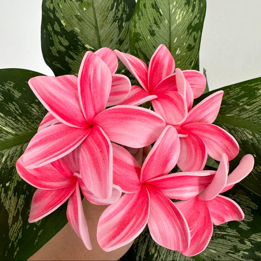 Pink Handpainted Plumeria Sei (7-8cm)