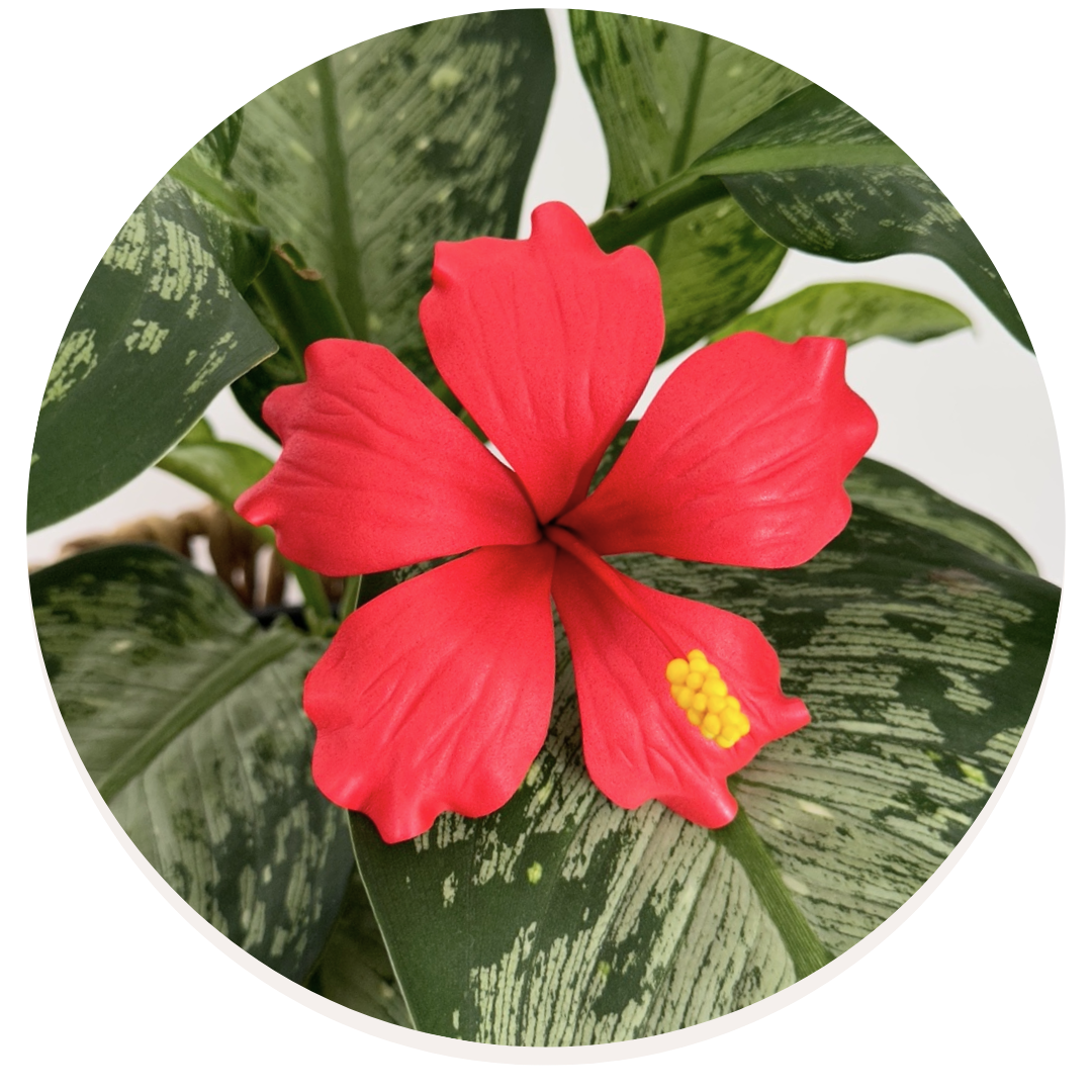 Hibiscus Sei (10-11cm)