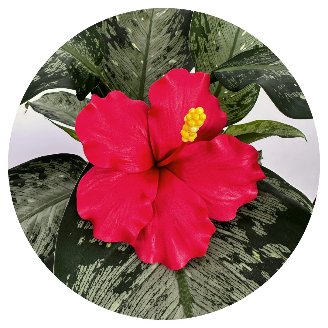 Hibiscus Sei (10-11cm)