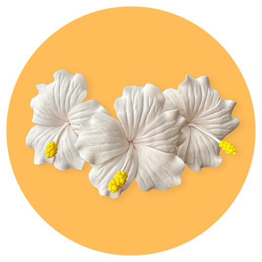 White Hibiscus Sei (8-9cm)