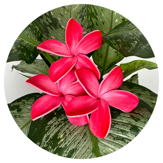 Pink Handpainted Plumeria Sei (7-8cm)