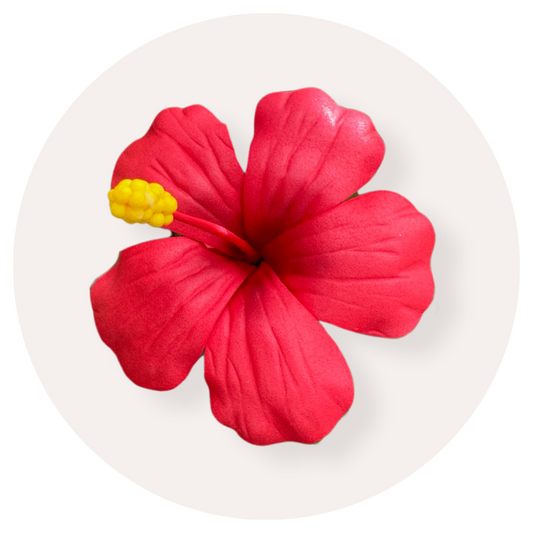 Hibiscus Sei (Red, 9-10cm)