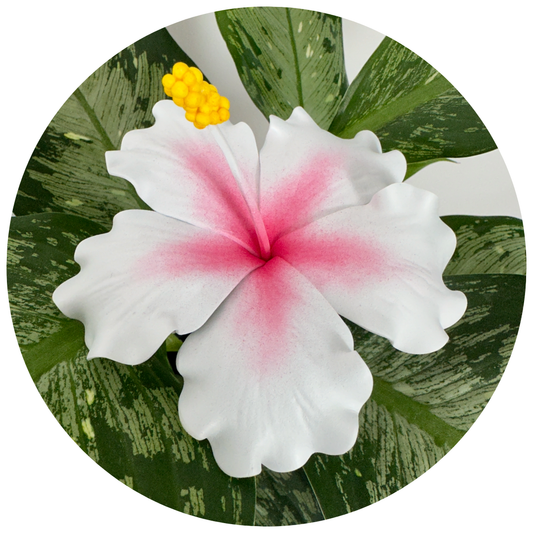 White Hibiscus Sei (10-11cm)