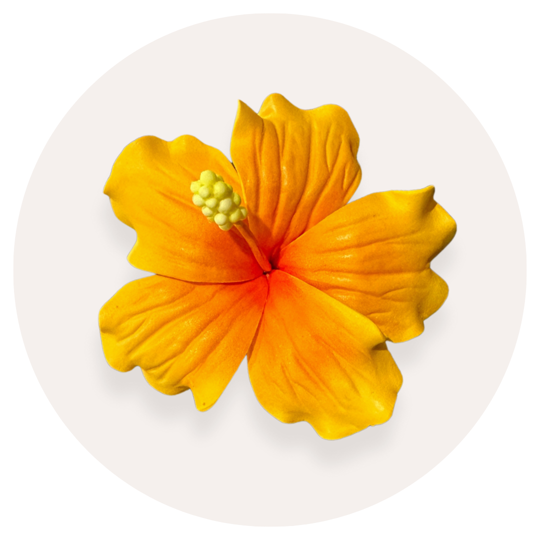 Orange Hibiscus Sei (9-10cm)