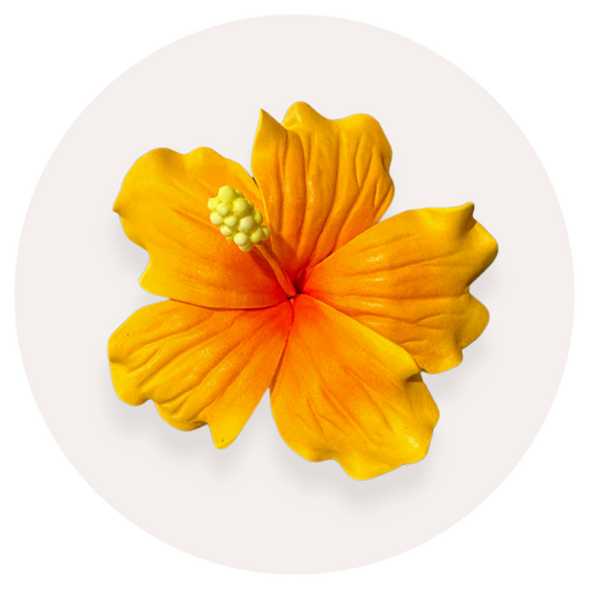 Orange Hibiscus Sei (9-10cm)