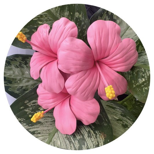 Hibiscus Sei (Pink, 9-10cm)
