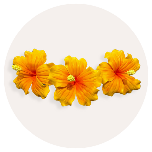 Orange Hibiscus Sei (9-10cm)