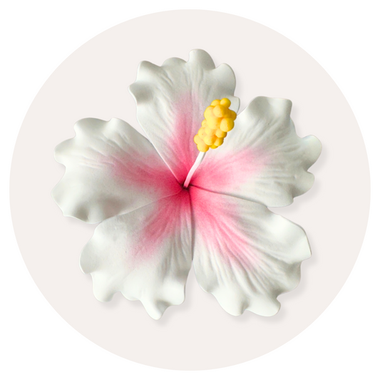 White Hibiscus Sei (10-11cm)