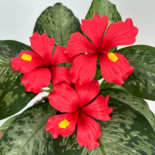 Hibiscus Sei (10-11cm)