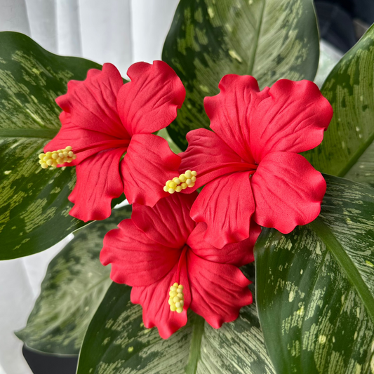 Red Hibiscus Sei (9-10cm)