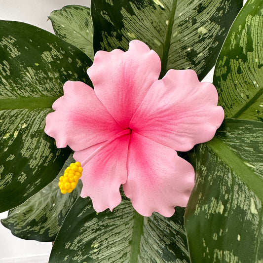 Pink Hibiscus Sei (10-11cm)