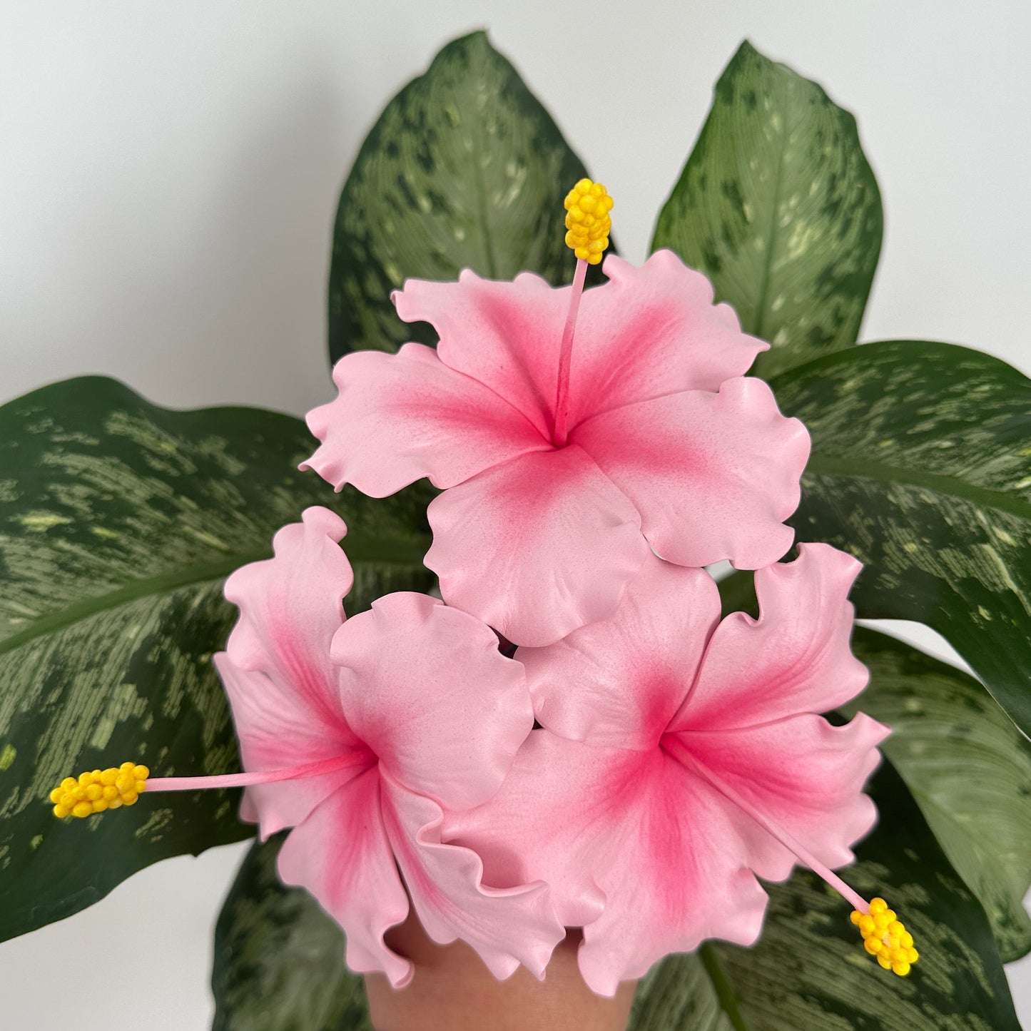 Pink Hibiscus Sei (10-11cm)
