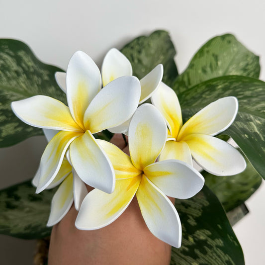 Frangipani Sei (White + Yellow, 8-9cm)