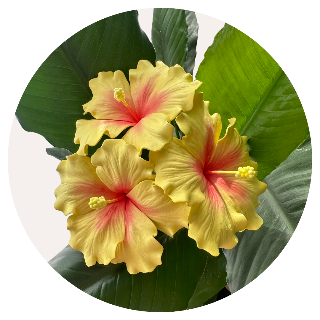 Yellow Hibiscus Sei (10-11cm)