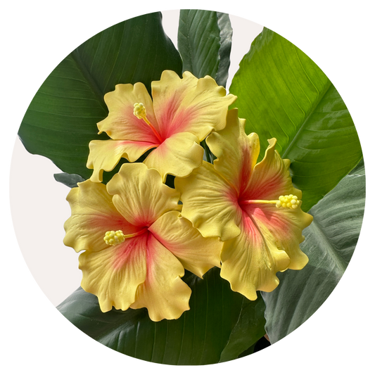 Yellow Hibiscus Sei (10-11cm)