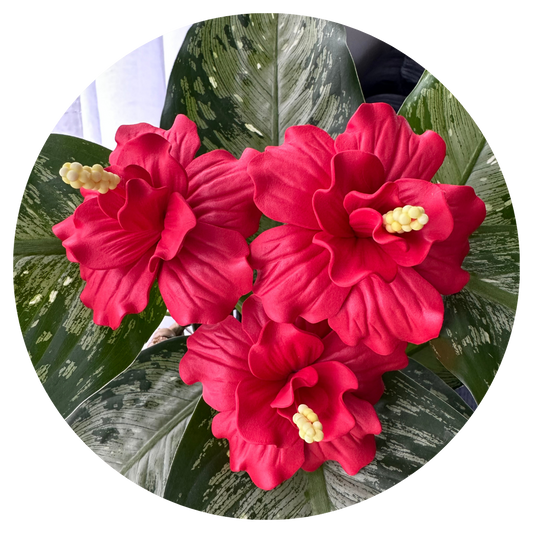 Red Double Hibiscus Sei (8.5-9cm)