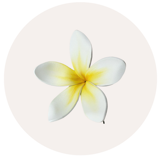 Frangipani Sei (White + Yellow, 8-9cm)