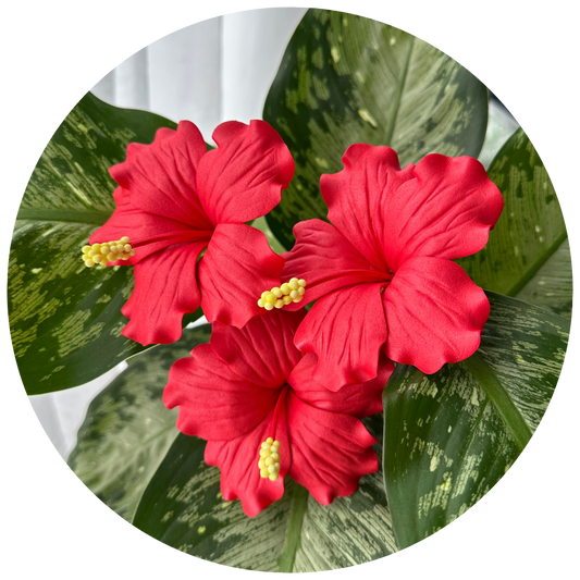 Red Hibiscus Sei (9-10cm)