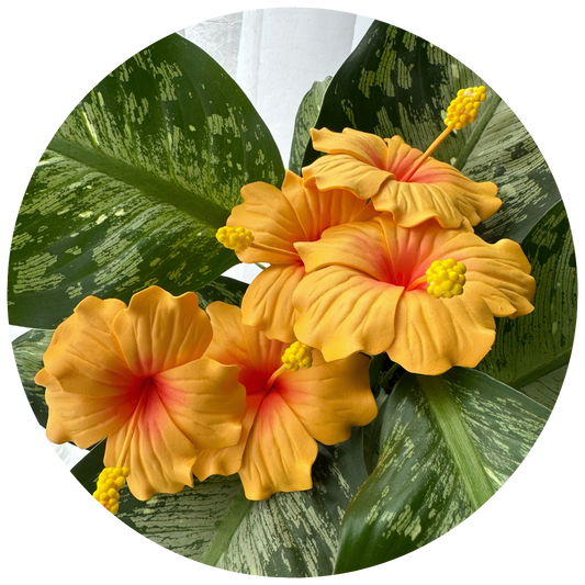 Hibiscus Sei (8-9cm)