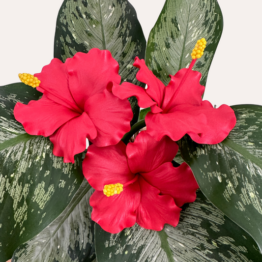 Hibiscus Sei (10-11cm)