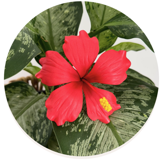 Hibiscus Sei (10-11cm)
