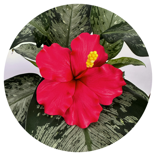 Hibiscus Sei (10-11cm)